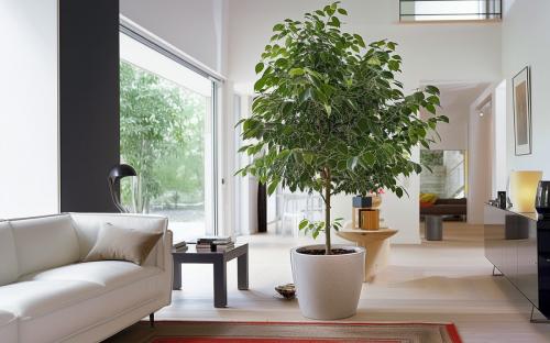 Почему фикус Бенджамина сбрасывает листья летом: основные причины и решения 02 Почему фикус Бенджамина сбрасывает листья летом: основные причины и решения 02