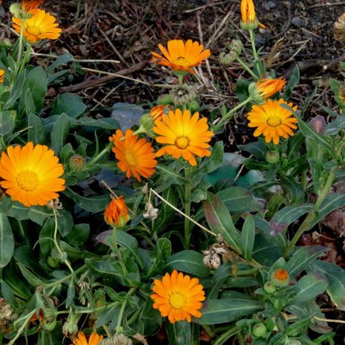 Сидераты календула. Кадендула — сидерат в огороде 04