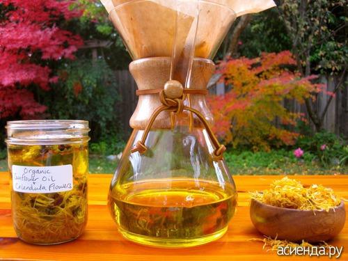 Сидераты календула. Кадендула — сидерат в огороде 08