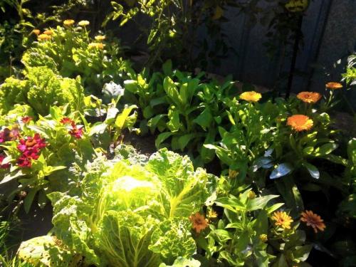 Сидераты календула. Кадендула — сидерат в огороде 01