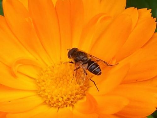 Сидераты календула. Кадендула — сидерат в огороде 02