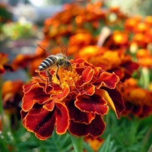 Сидераты календула. Кадендула — сидерат в огороде 09