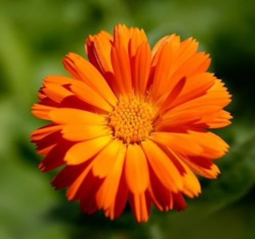 Мульча из календулы. Почему календулу стоит вырастить в своем саду?