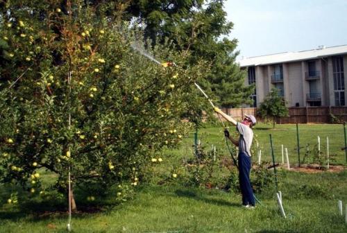 Парша груши. Признаки парши на груше