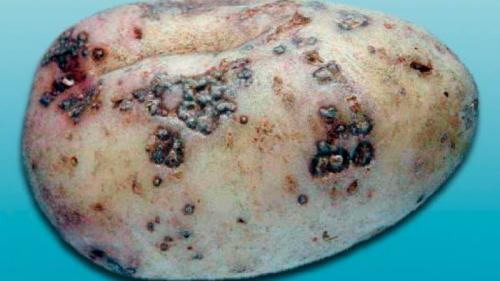 Парша картофеля. Как бороться с паршой на картофеле и вылечить землю