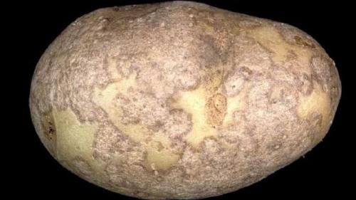 Парша картофеля. Как бороться с паршой на картофеле и вылечить землю