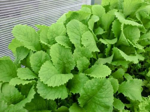 Необычные заменители: как приготовить торт без шпината 21 Необычные заменители: как приготовить торт без шпината 21