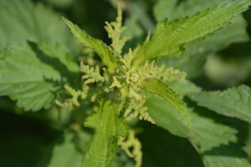 Чем можно заменить шпинат в пироге для добавления питательности. Чем заменить шпинат