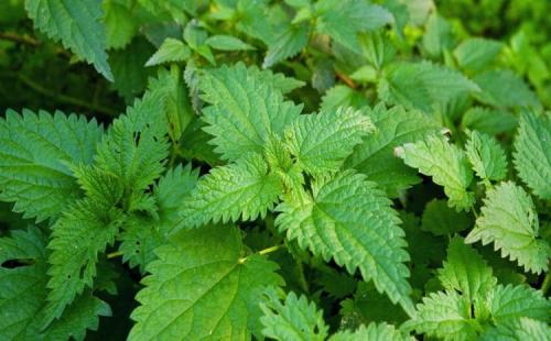 Необычные заменители: как приготовить торт без шпината 20 Необычные заменители: как приготовить торт без шпината 20