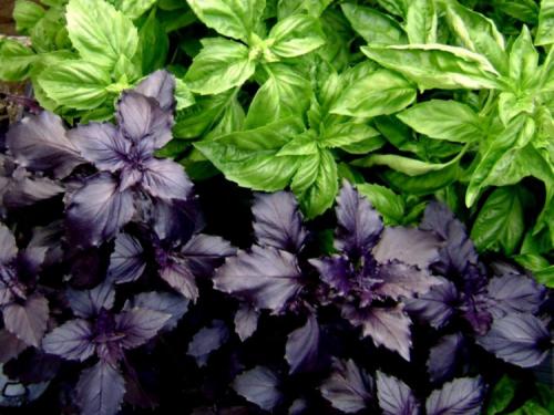 Пять вкусных и полезных замен для шпината в рецепте курицы 31 Пять вкусных и полезных замен для шпината в рецепте курицы 31