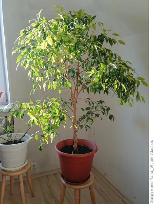 Какие признаки указывают на то что фикус Бенджамина требует срочного внимания. Бесконечная история: фикус Бенджамина и четыре урока его выращивания