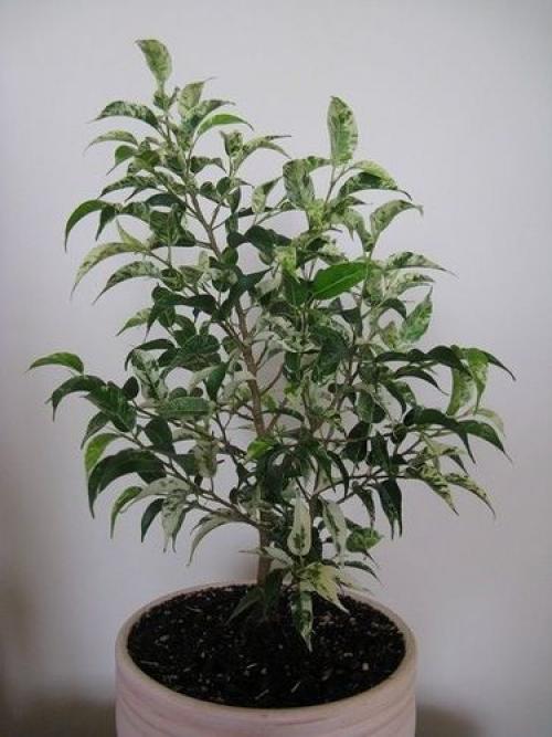 Как оживить фикус Бенджамина: 5 простых шагов для восстановления вашего растения 05 Как оживить фикус Бенджамина: 5 простых шагов для восстановления вашего растения 05