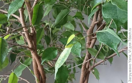 Какие признаки указывают на то что фикус Бенджамина требует срочного внимания. Бесконечная история: фикус Бенджамина и четыре урока его выращивания