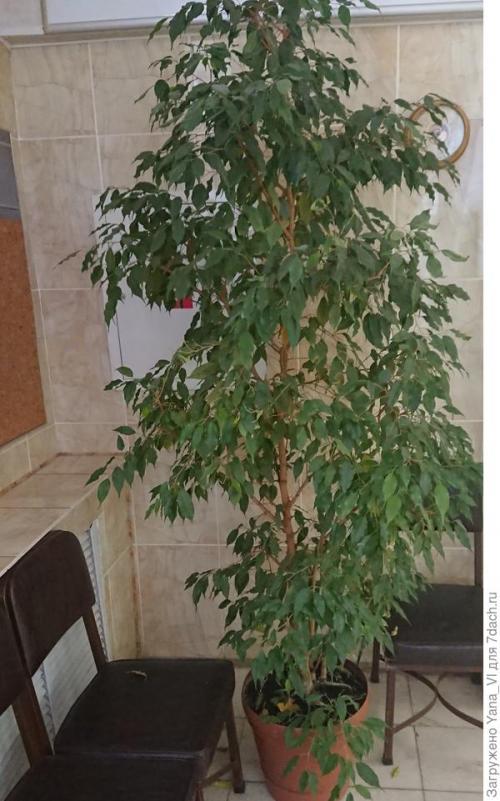 Какие признаки указывают на то что фикус Бенджамина требует срочного внимания. Бесконечная история: фикус Бенджамина и четыре урока его выращивания