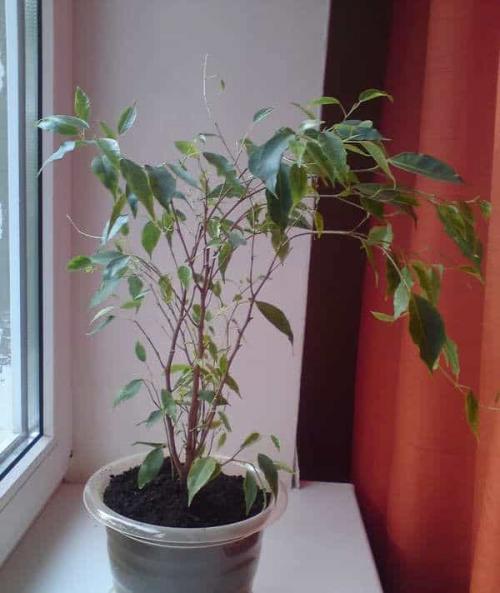 Сколько времени требуется для полного восстановления фикуса Бенджамина. У фикуса Бенджамина опадают листья —, как спасти растение