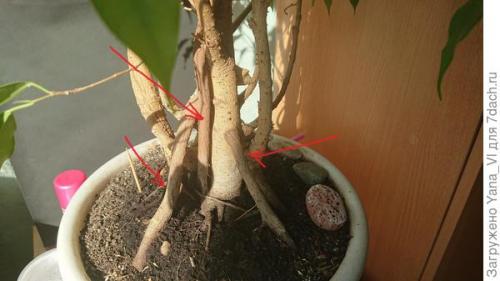 Какие признаки указывают на то что фикус Бенджамина требует срочного внимания. Бесконечная история: фикус Бенджамина и четыре урока его выращивания