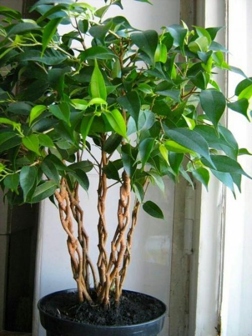 Как оживить фикус Бенджамина: 5 простых шагов для восстановления вашего растения 07 Как оживить фикус Бенджамина: 5 простых шагов для восстановления вашего растения 07