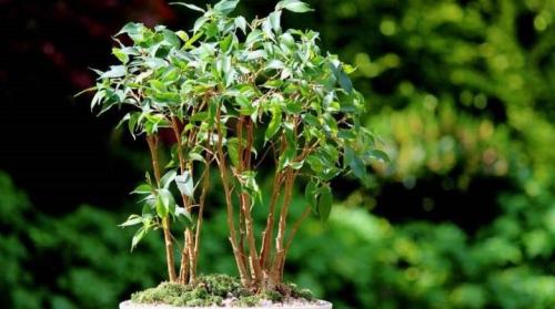 Как бороться с вредителями, которые могут препятствовать восстановлению фикуса. Болезни и вредители фикуса Бенджамина