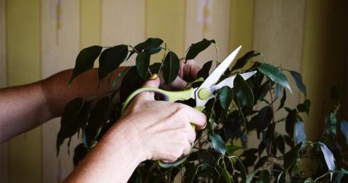 Как поддерживать оптимальную температуру для восстановления фикуса Бенджамина. Как восстановить цветок