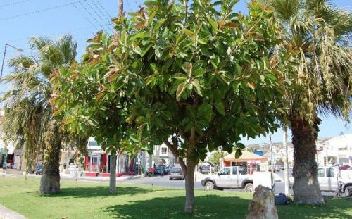 Сколько времени требуется для полного восстановления фикуса Бенджамина. У фикуса Бенджамина опадают листья —, как спасти растение