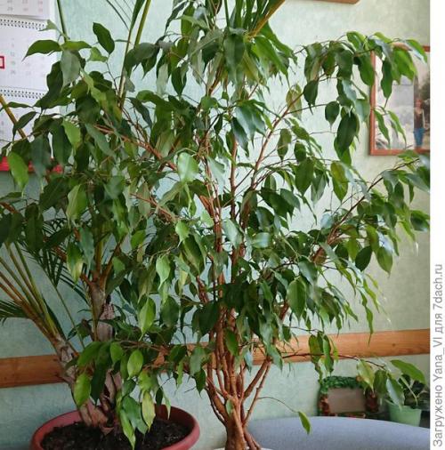 Какие признаки указывают на то что фикус Бенджамина требует срочного внимания. Бесконечная история: фикус Бенджамина и четыре урока его выращивания