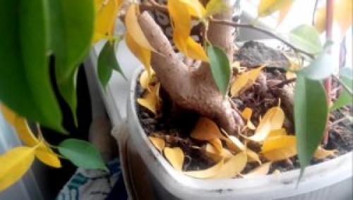 Можно ли использовать удобрения для фикуса, если у него желтеют листья. Болезни Фикуса и методы их лечения