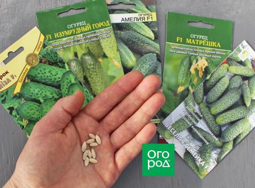 Быстрорастущие сорта огурцов: как выбрать и вырастить 02
