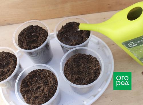 Быстрорастущие сорта огурцов: как выбрать и вырастить 08