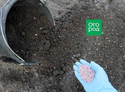 Быстрорастущие сорта огурцов: как выбрать и вырастить 10