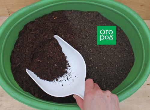 Быстрорастущие сорта огурцов: как выбрать и вырастить 06