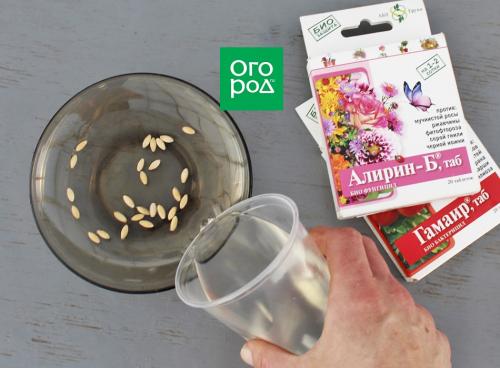 Быстрорастущие сорта огурцов: как выбрать и вырастить 04