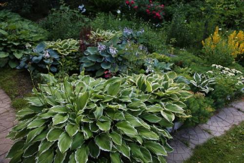 Опрыскивание деревьев осенью от парши. Борьба летом 04 Опрыскивание деревьев осенью от парши. Борьба летом 04