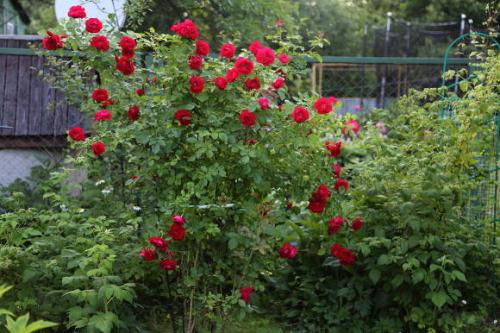 Опрыскивание деревьев осенью от парши. Борьба летом 03 Опрыскивание деревьев осенью от парши. Борьба летом 03