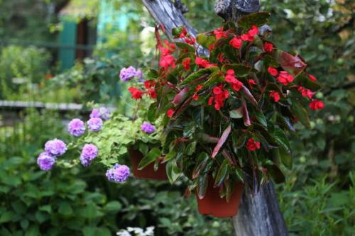 Опрыскивание деревьев осенью от парши. Борьба летом 02 Опрыскивание деревьев осенью от парши. Борьба летом 02