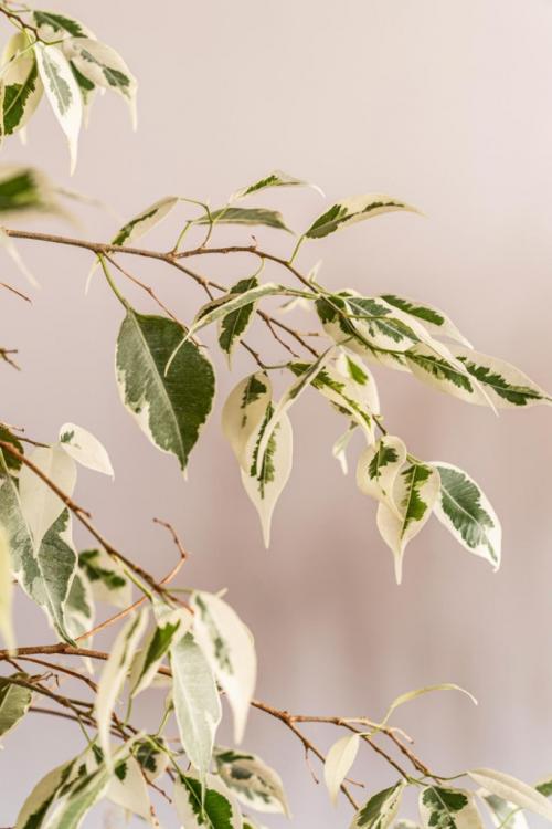 Почему фикус Бенджамина сбрасывает листья зимой? Основные причины и способы решения проблемы 05 Почему фикус Бенджамина сбрасывает листья зимой? Основные причины и способы решения проблемы 05