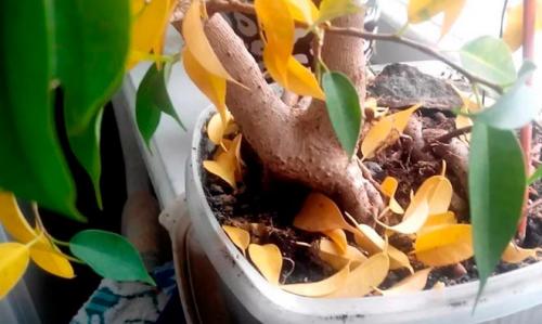 Какие заболевания могут вызвать опадание листьев у фикуса Бенджамина. Болезни листьев