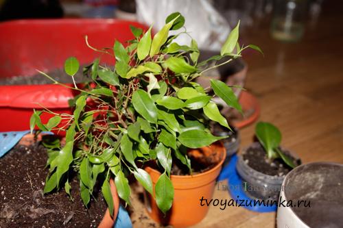 Как стресс от пересадки влияет на фикус Бенджамина и может ли он вызвать сбрасывание листьев. Если фикус Бенджамина сбросил листья, что делать?