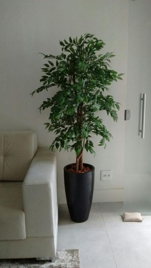 Почему фикус Бенджамина сбрасывает листья зимой? Основные причины и способы решения проблемы 02 Почему фикус Бенджамина сбрасывает листья зимой? Основные причины и способы решения проблемы 02