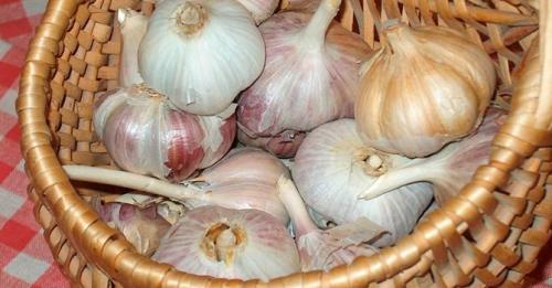 Как хранить чеснок в городской квартире. Как хранить чеснок в домашних условиях — самые простые способы хранения