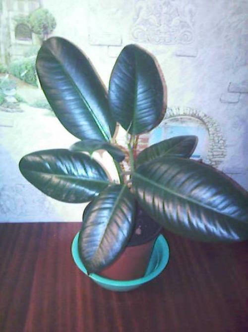 По каким причинам возникают болезни фикуса. Болезни фикусов и их лечение 02