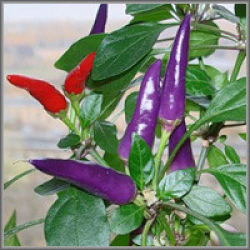 Недозрелый острый перец. Когда можно срывать острый перец?