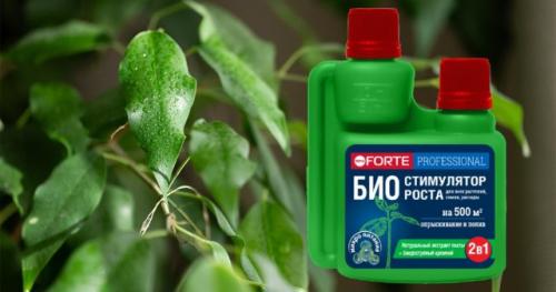 Как восстановить фикус бенджамина, который сбросил листья. Как восстановить цветок