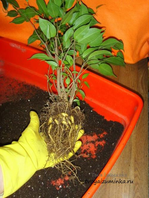 Может ли фикус бенджамина снова расти после потери листьев. Если фикус Бенджамина сбросил листья, что делать?