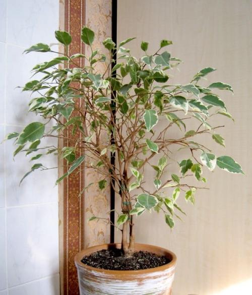 Пересадка фикуса бенджамина может ли вызвать сбрасывание листьев. У фикуса Бенджамина опадают листья —, как спасти растение