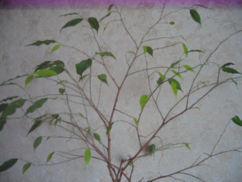 Пересадка фикуса бенджамина может ли вызвать сбрасывание листьев. У фикуса Бенджамина опадают листья —, как спасти растение