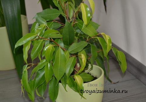 Может ли фикус бенджамина снова расти после потери листьев. Если фикус Бенджамина сбросил листья, что делать?