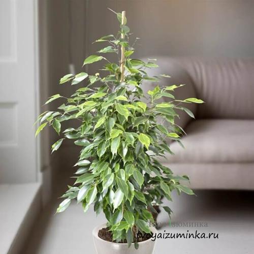 Может ли фикус бенджамина снова расти после потери листьев. Если фикус Бенджамина сбросил листья, что делать?