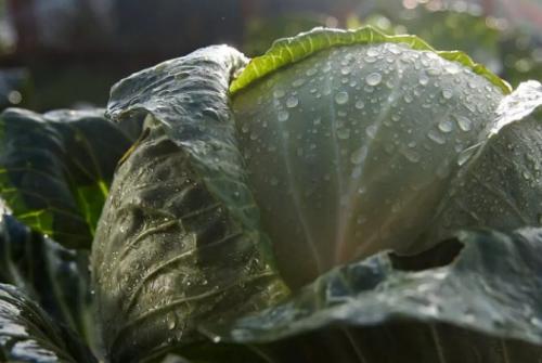 Какие заморозки выдерживает капуста осенью. Какой заморозок выдерживает капуста. Капуста и заморозки