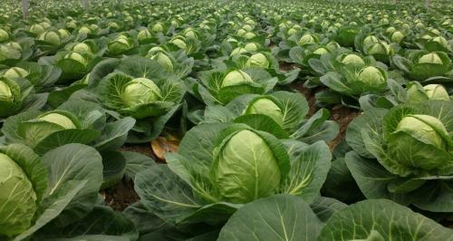 При какой температуре замерзает капуста на грядке. Какие заморозки выдерживает пекинская капуста. Температурный режим