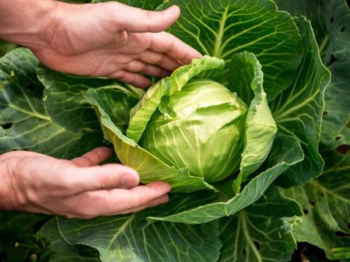 При какой температуре замерзает капуста на грядке. Какие заморозки выдерживает пекинская капуста. Температурный режим